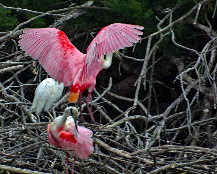 spoonbill colony